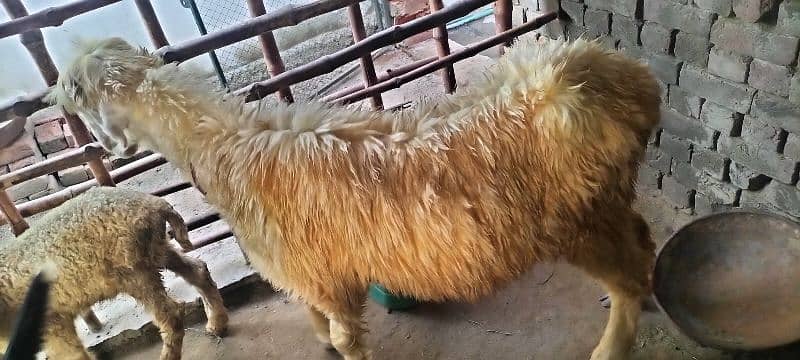 pure mundri breed hai dera ghazi khan 5