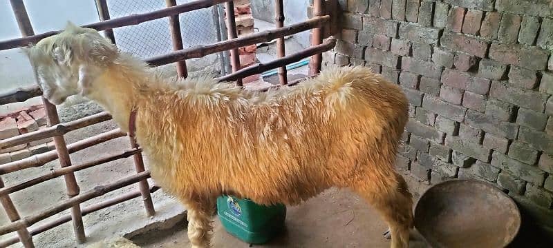 pure mundri breed hai dera ghazi khan 6