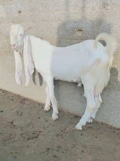 Pure Gulabi Bakra Andu