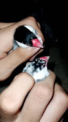 grey pied jawa adult pair available