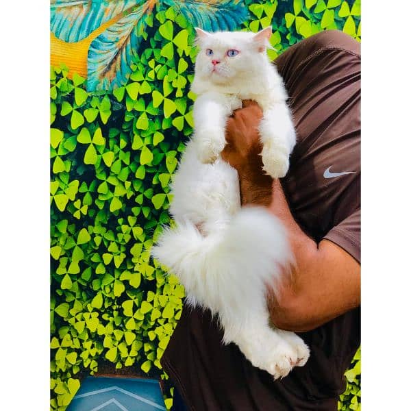 Persian hamalian british punch face piki face cat's and kitten's 4