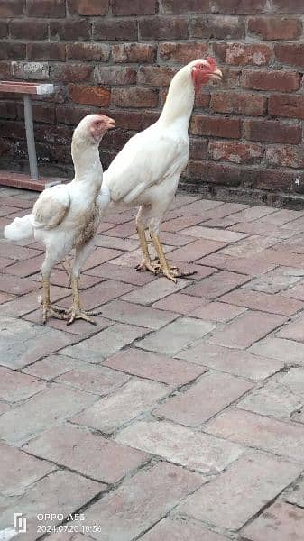 Long Height Aseel Heera Pair Age 1 year 1