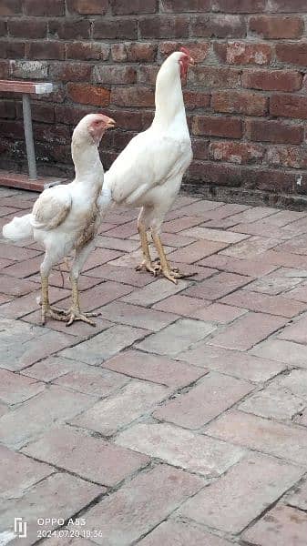 Long Height Aseel Heera Pair Age 1 year 2