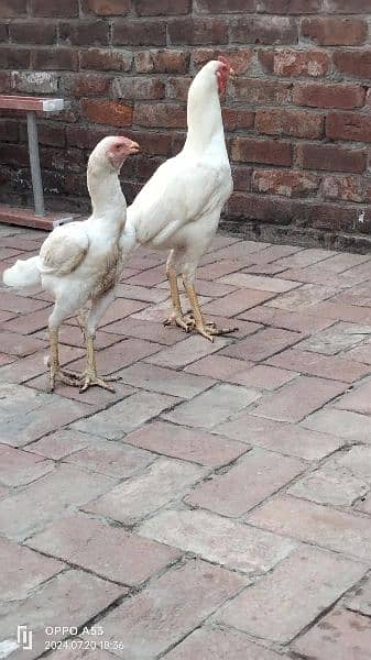 Long Height Aseel Heera Pair Age 1 year 3