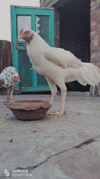 Long Height Aseel Heera Pair Age 1 year 9