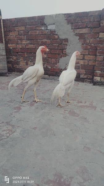 Long Height Aseel Heera Pair Age 1 year 12