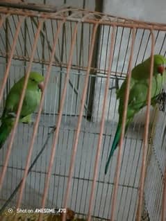 argent for sale perrot age 6 month contact number 03113909343