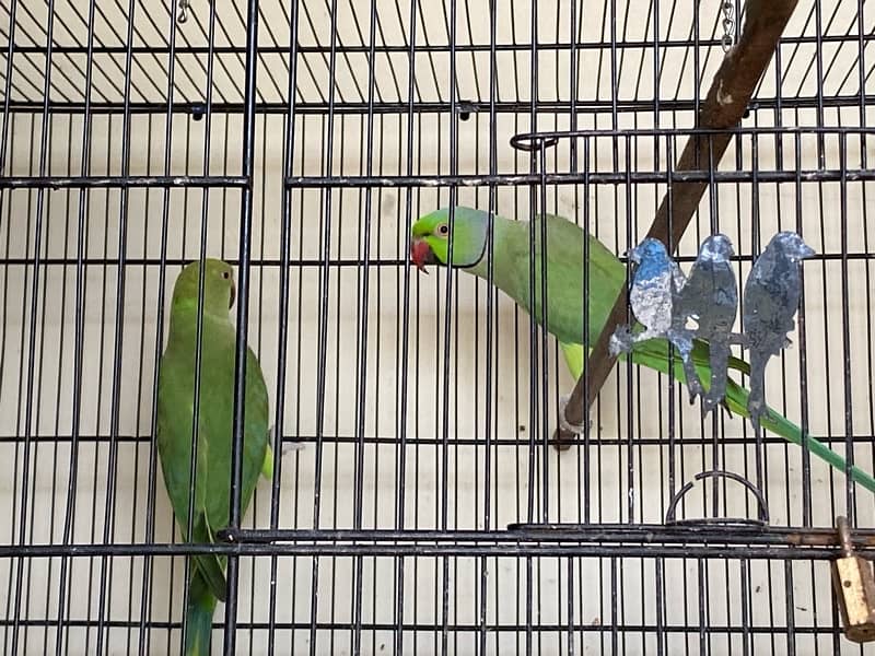 lovebirds, Green Ring Neck, Cocktails 1