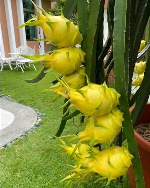 Dragon fruit plants available 14