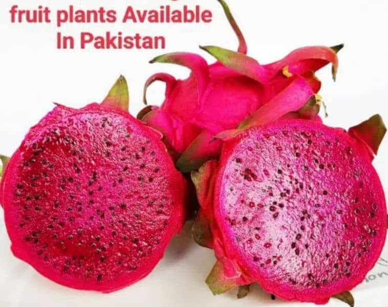 Dragon fruit plants available 15