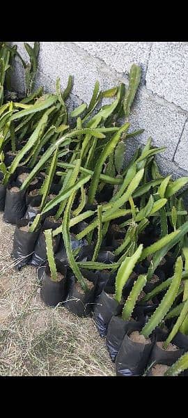 Dragon fruit plants available 16