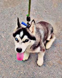 Siberian Husky Male Puppy Odd eyes long coat