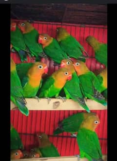 love birds fisher breeder pairs