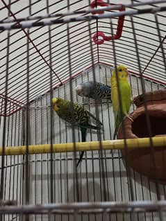 budgies