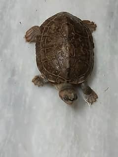 Turtle