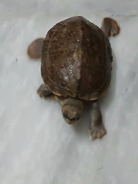 Turtle 1