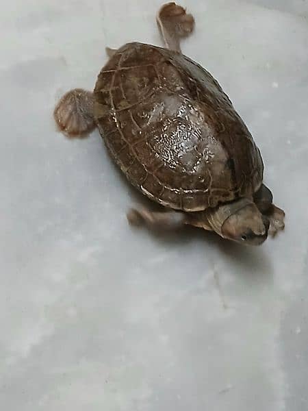 Turtle 2