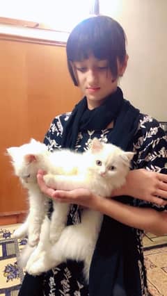 pair of white Persian cats