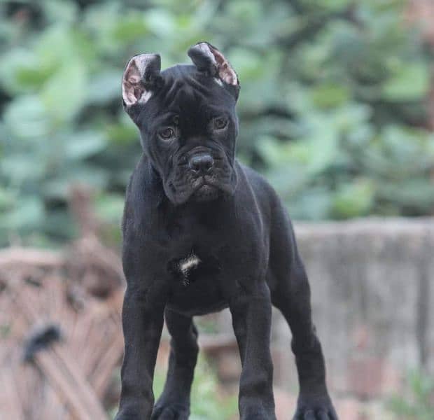 IMPORTED CANE CORSO PUPPIES AVAILABLE FOR SALE 0