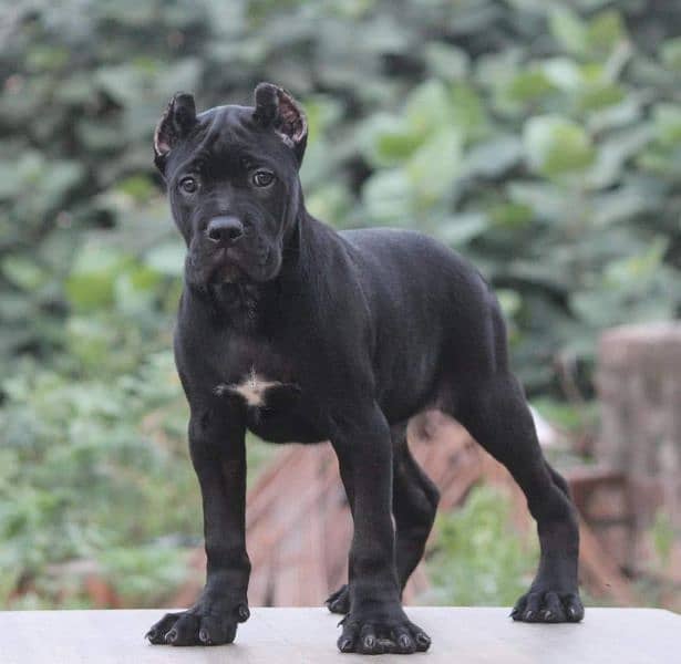 IMPORTED CANE CORSO PUPPIES AVAILABLE FOR SALE 1