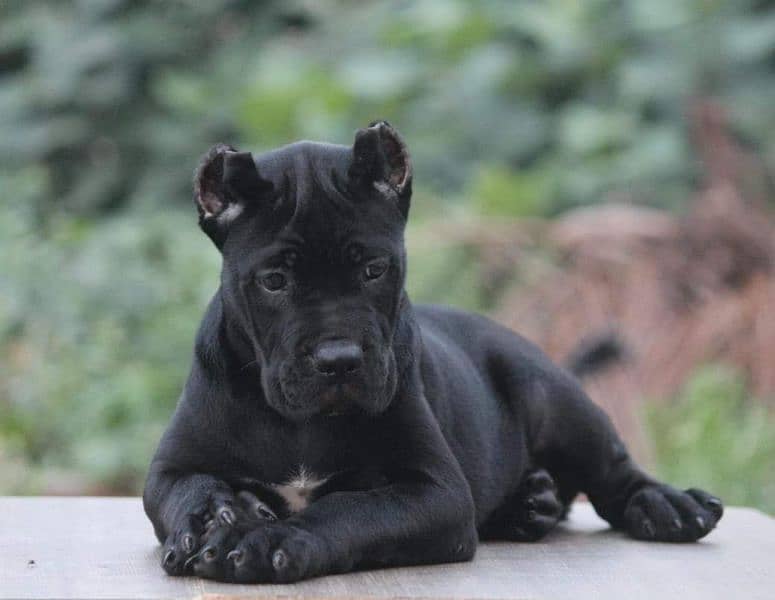 IMPORTED CANE CORSO PUPPIES AVAILABLE FOR SALE 2