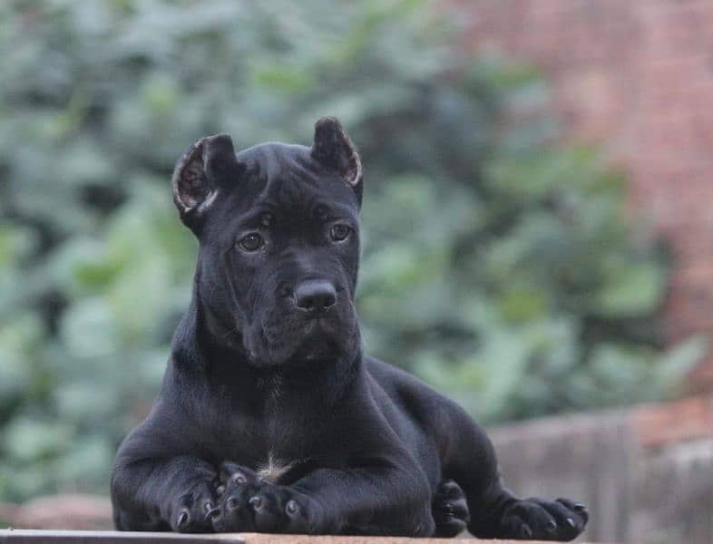 IMPORTED CANE CORSO PUPPIES AVAILABLE FOR SALE 3