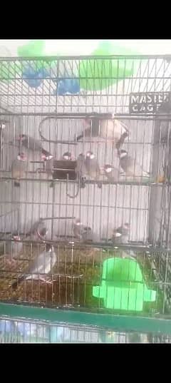 Birds for sale