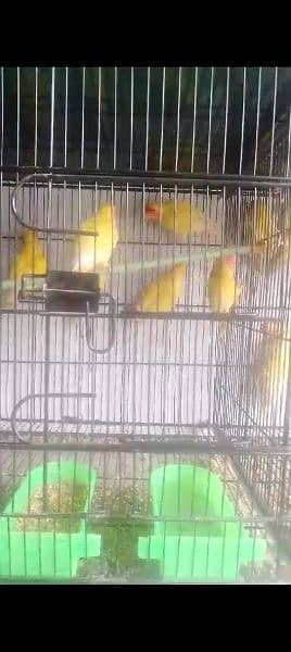 Birds for sale 1