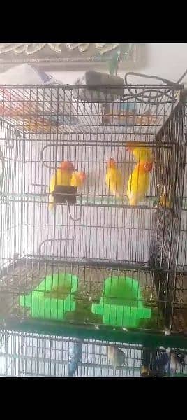 Birds for sale 2