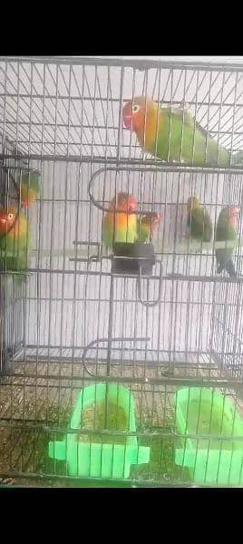 Birds for sale 4