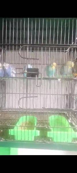 Birds for sale 5