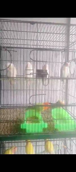 Birds for sale 6