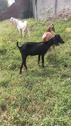 2 female goats for sale | Healthy and Active | Desi Bakri for sale