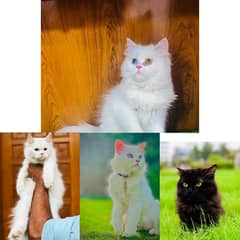 Persian hamalian british punch face piki face cat's and kitten's 0