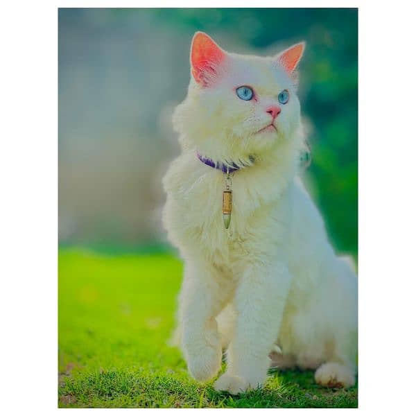 Persian hamalian british punch face piki face cat's and kitten's 1