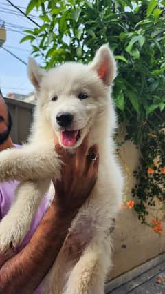 husky blue eyes male hai female available