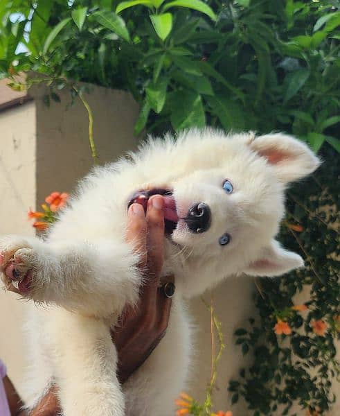 husky blue eyes male hai female available 1