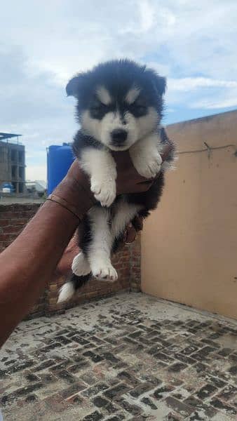 husky blue eyes male hai female available 2