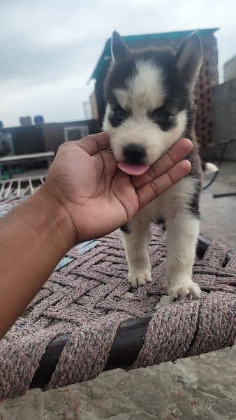 husky blue eyes male hai female available 3