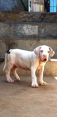 IMPORTED GREAT DANE PUPPIES AVAILABLE FOR SALE