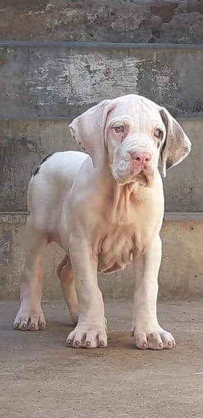 IMPORTED GREAT DANE PUPPIES AVAILABLE FOR SALE 1