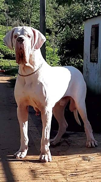 IMPORTED GREAT DANE PUPPIES AVAILABLE FOR SALE 2