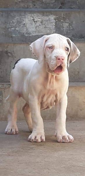 IMPORTED GREAT DANE PUPPIES AVAILABLE FOR SALE 3