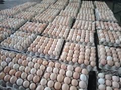 Fresh Organic Desi Eggs | whole sale rate