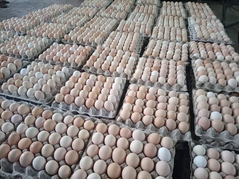 Fresh Organic Desi Eggs | whole sale rate 0