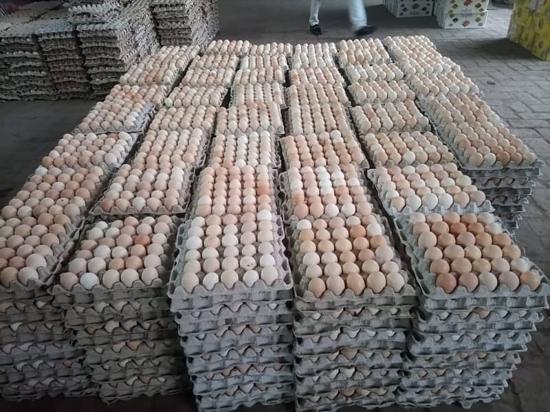 Fresh Organic Desi Eggs | whole sale rate 1