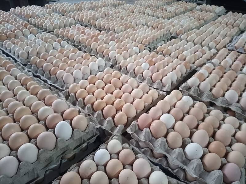 Fresh Organic Desi Eggs | whole sale rate 2