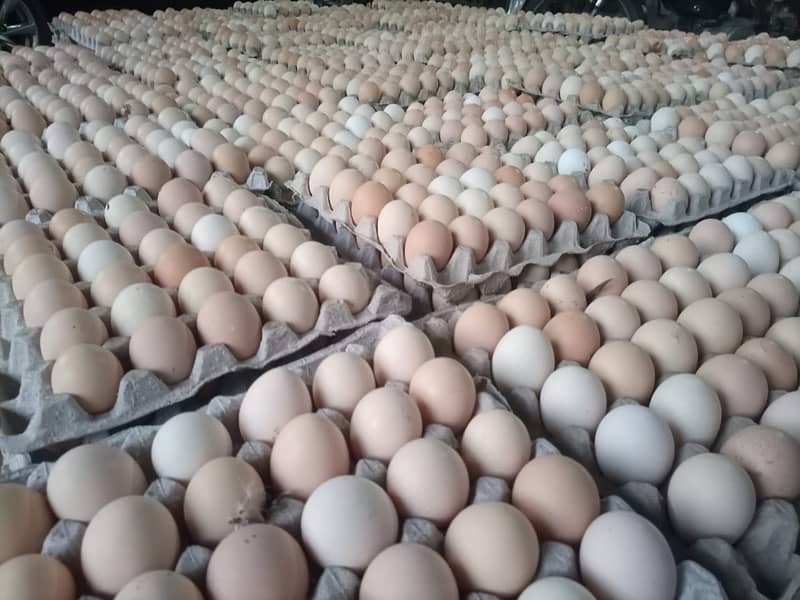 Fresh Organic Desi Eggs | whole sale rate 3