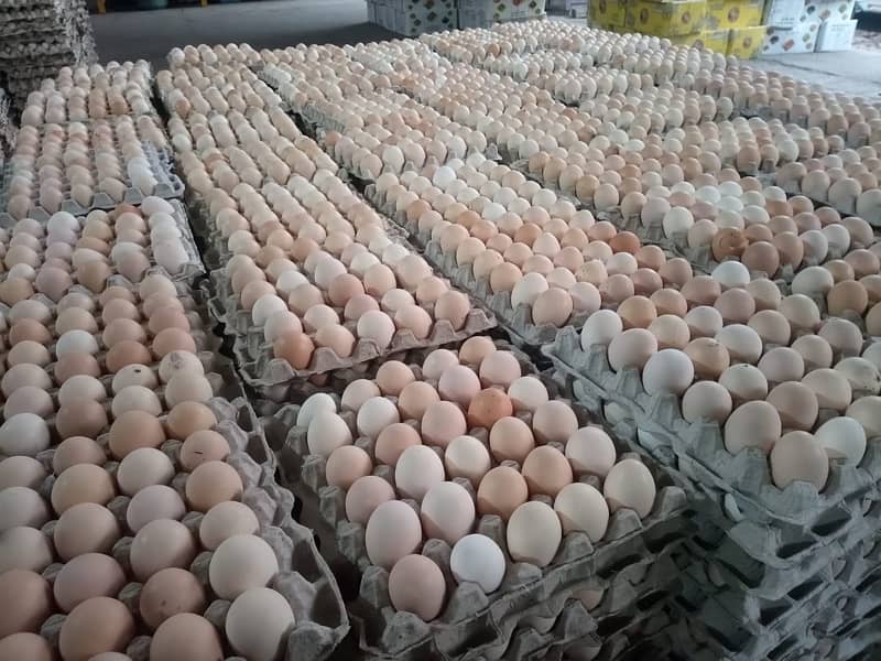 Fresh Organic Desi Eggs | whole sale rate 4