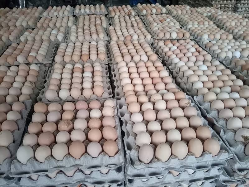 Fresh Organic Desi Eggs | whole sale rate 5